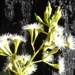 Square-fruited Ironbark (Eucalyptus tetrapleura)